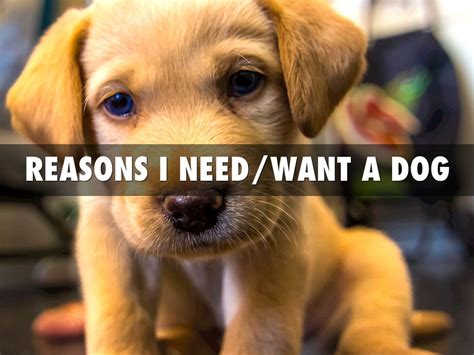 Reasons Why I Wantneed A Dog By Missmadkrueger