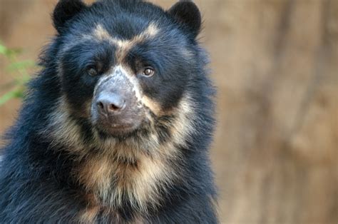 Spectacled Bear Free Stock Photo Public Domain Pictures