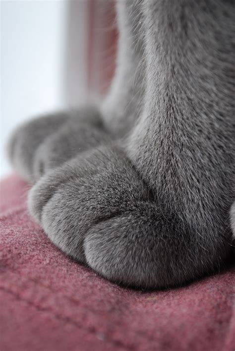 Cat Paws Cuz I Think Cat Paws Are Friggin Cute Zack Ginies Flickr