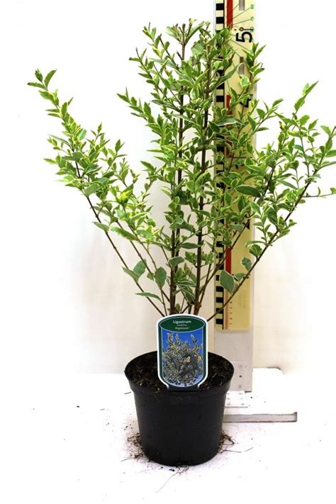 Ligustrum Ovalifolium Argenteum — Plant Wholesale Floraccess