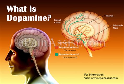 What Is Dopamine Know Its Role In Movements Attention Span Memory
