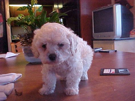 Cute Puppy Dogs White Poodle Puppy