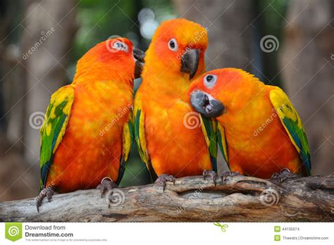 Sun Conure Parrot Bird Stock Photo Image 44135074