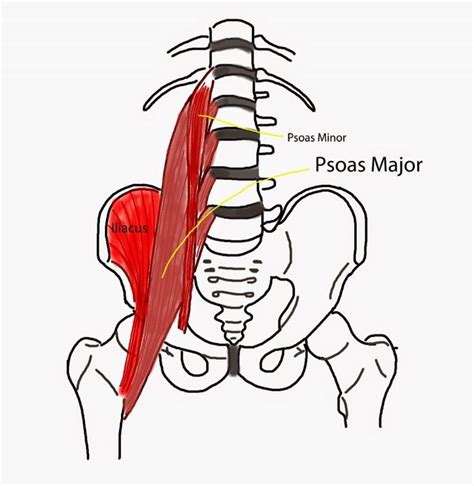 Psychology Of The Psoas Psoas Release Psoas Muscle Hip Flexor