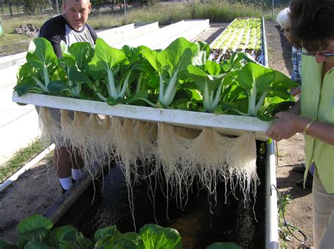 How Home Aquaponics Can Deliver A Never Ending Supply Of