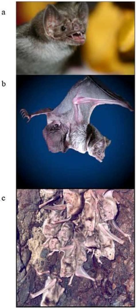 Viruses Free Full Text Vampire Bat Rabies Ecology Epidemiology