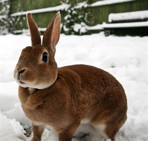 Snow Rabbit Rabbit Cute Animals Bunny Mom