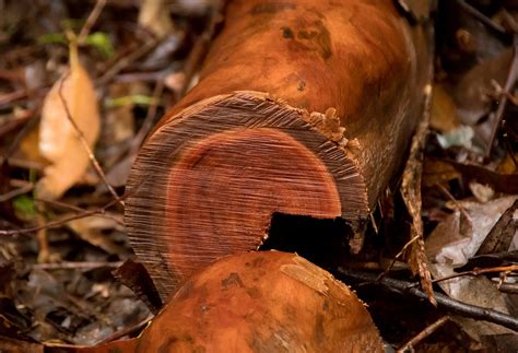 Le commerce des bois tropicaux en net recul en 2020 suite à la Covid-19 ...
