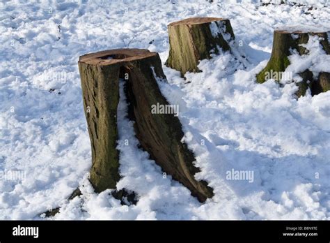 Tree Stumps Covered In Snow Stock Photo Alamy