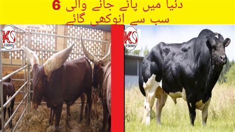 6 Most Unusual Cow In The World K Series Youtube