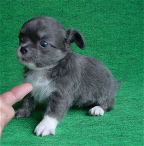 Adorable blue chihuahua puppy boy for sale. blue chihuahua puppy with white patterns.PNG (1 comment)