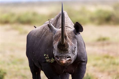 The 5 Species Of Rhinos Worldatlas