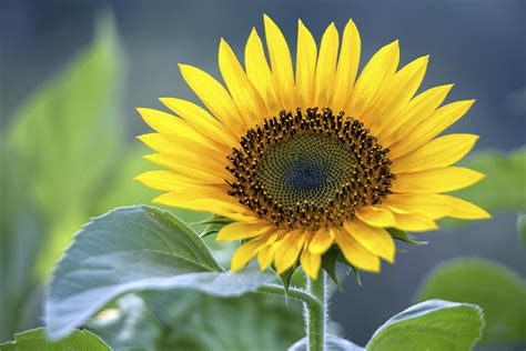 Beautiful Pictures Of Sunflowers