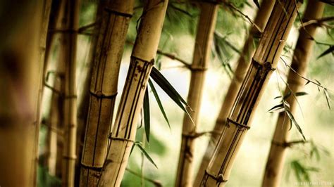 Bamboo Wallpaper Nature And Landscape Wallpaper Better
