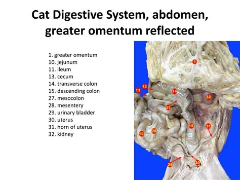 Ppt Cat Dissection Digestive System Powerpoint Presentation Free