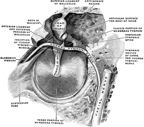 Tympanic Membrane Anatomy Chorda Tympani