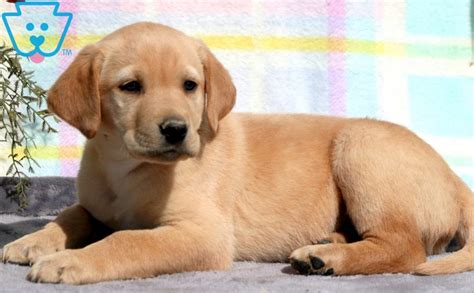 These cute lab puppy pictures prove that not only is this breed smart and charming, they can also be doggone adorable. Nash | Labrador Retriever - Yellow Puppy For Sale ...