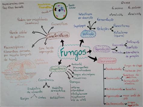 Fungos Mapa Mental Mapas Mentais Reino Fungi Resumo Vrogue Co
