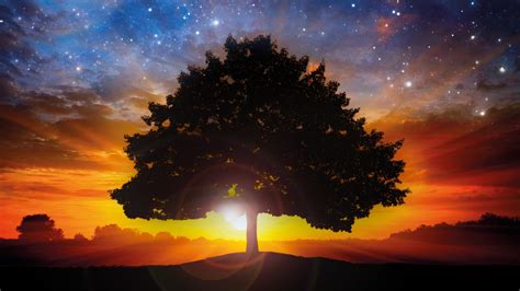 24 Tree And Space Wallpapers Wallpaperboat