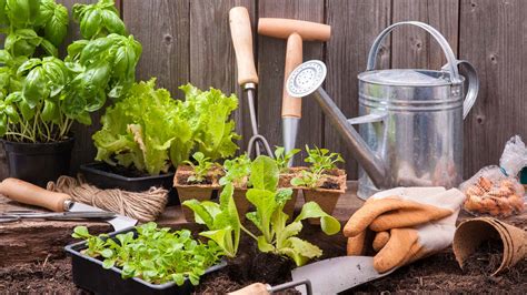 As a qvc guest, i will help you to enhance the sense of warmth and welcome with distinctive. 8 Home Gardening Tips & Ideas to Grow More & Reduce Waste