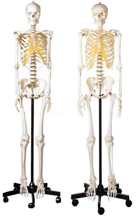 Somso Male And Female Skeleton Set
