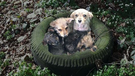 Rescue 4 Abandoned Puppies Spend Full Life In The Tire Finally Found