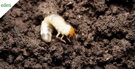 How And When To Kill Lawn Grubs Eden Lawn Care And Snow Removal