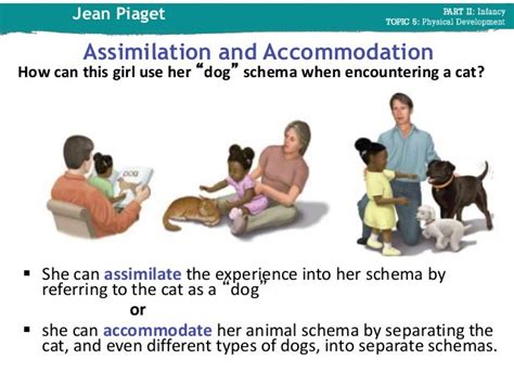 Assimilation Vs Accommodation