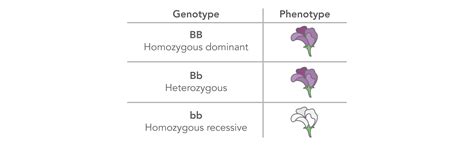 Genotypes are significant to human beings as they determine such things as resistance to diseases, reaction to certain drugs, development of immunity, and the features that shape an individual. Genotyping: Terms to know - LubioScience GmbH