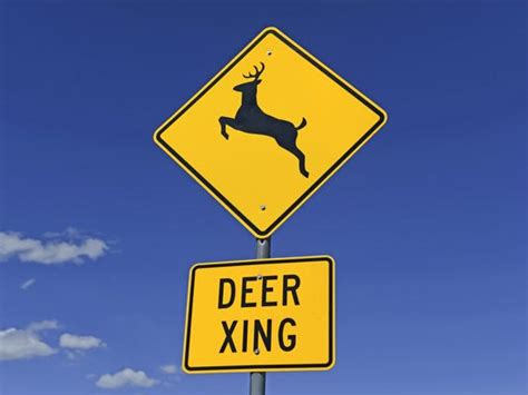 Iowa Dot To Motorists Deer Cant Read Signs Drivers Can