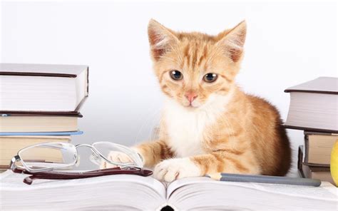 Reading Cats Computer Wallpaper 47 Images