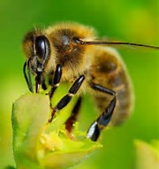 le déclin des abeilles