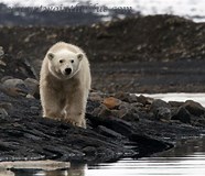 Image result for polar bear ursus maritimus