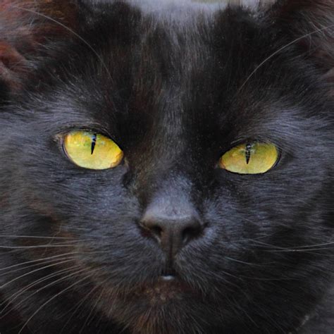 T2i The Black Cat T2i Hebe My Own Black Cat Doug88888 Flickr