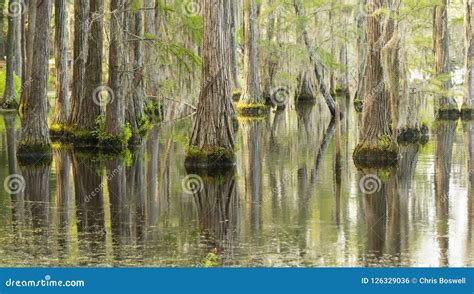 Smooth Water Reflects Cypress Trees In Swamp Marsh Lake Stock Photo