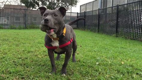 Kittens Used As Bait For Dog Fighting Rescued And Brought To Benicia