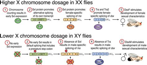 Sex Determination The Number Of X Chromosomes In D Melanogaster Is
