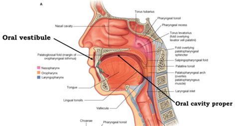 Oral Cavity And Taste Pharynx And Larynx Flashcards Quizlet