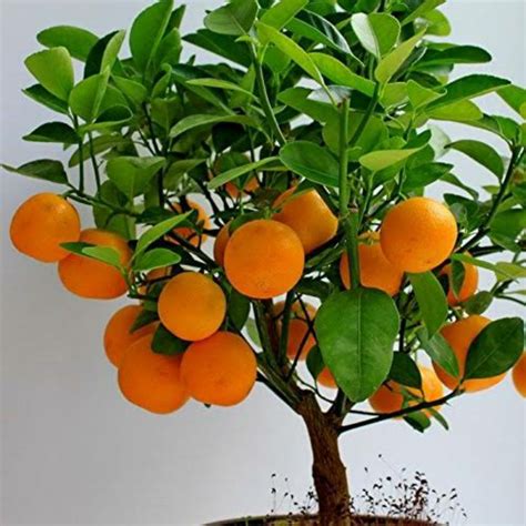 Kiat Kiat Grafted Dwarf Ponkan Orange Citrus Fruit Seedlings Shopee
