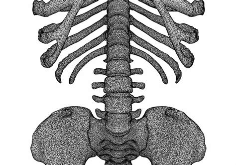 The human body, when divided into two halves along the vertical axis, the organs can be found distributed on the left and right hands side of the column. Torso Anatomy Diagram : Torso Anatomy Diagram - Human ...