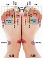 「足部反射區」腳底穴位圖解大全 | 骨科．復健 | 科別 | 元氣網