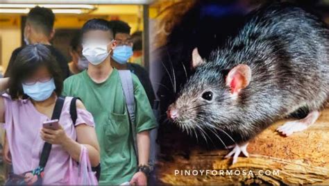 Taiwan Records 8th Case Of Hantavirus Hemorrhagic Fever From A Woman In