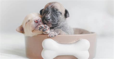 Two Puppies In Dog Food Bowl · Free Stock Photo