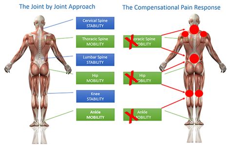 Training Movement Not Muscles Correcting A Triathletes Poor Posture