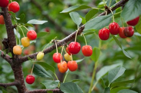 4 Low Maintenance Fruit Trees Anyone Can Grow Plant