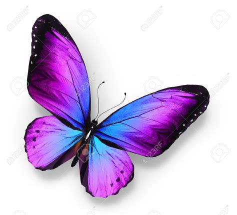 Violet Blue Butterfly Isolated On White Stock Photo Picture And