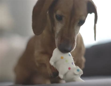 Dachshund Reunites With His Favorite Toy