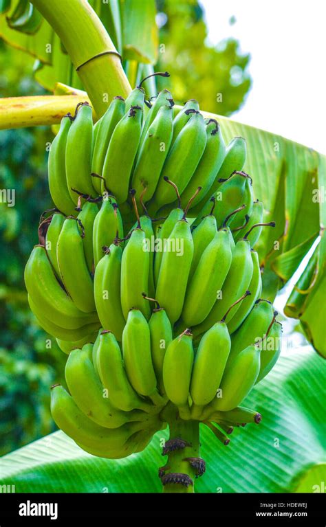 A Bunch Of Bananas Hanging From A Banana Plant Stock Photo Alamy