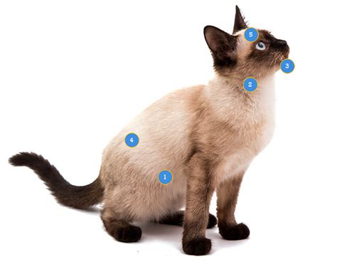 Ultimate Siamese Cat Guide Siamese Cat Insurance Scratch And Patch