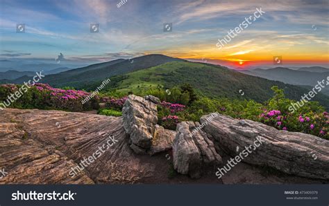 Roan Mountain State Park Tennessee Rhododendron Stock Photo 473409379